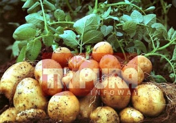 Rain damages Potato crops 